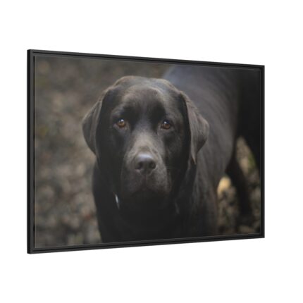 Black Labrador Retriever Framed Canvas