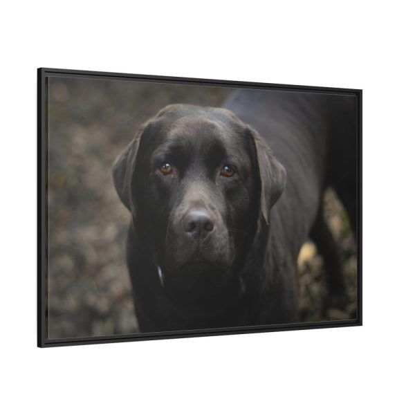 88289-315.jpg Black Labrador Retriever Framed Canvas