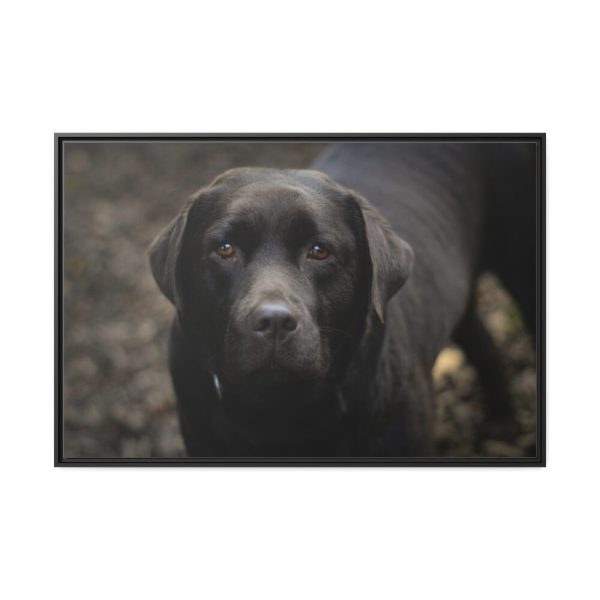 88289-316.jpg Black Labrador Retriever Framed Canvas