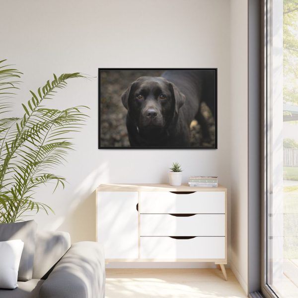 88289-318.jpg Black Labrador Retriever Framed Canvas
