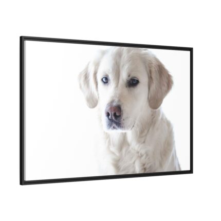 White Labrador Retriever Framed Canvas