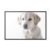 88289-336.jpg White Labrador Retriever Framed Canvas