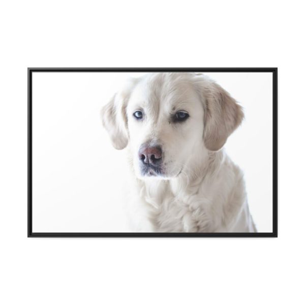 88289-336.jpg White Labrador Retriever Framed Canvas