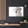 88289-339.jpg White Labrador Retriever Framed Canvas
