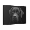 88289-345.jpg Black Dog Face Close Up Framed Canvas