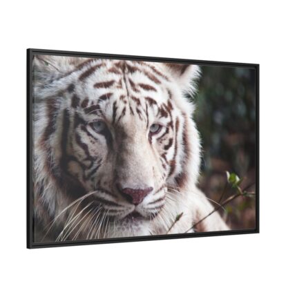 White Bengal Tiger Framed Canvas