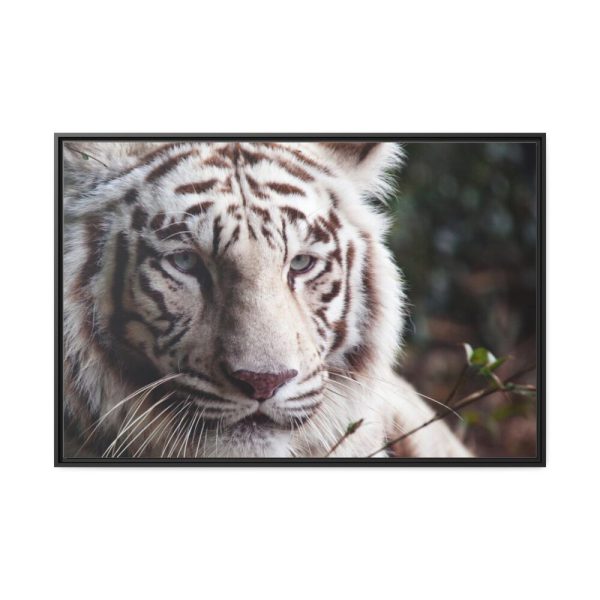 88289-416.jpg White Bengal Tiger Framed Canvas