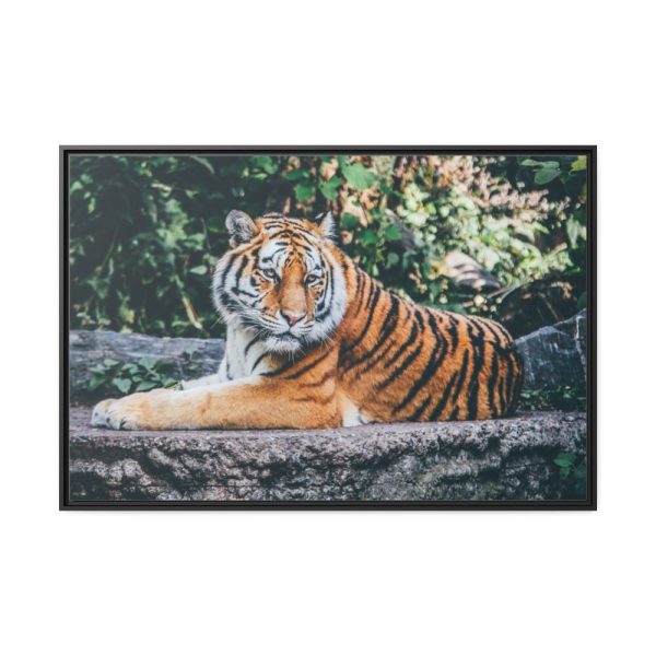 88289-426.jpg Tiger Sitting on Rock Framed Canvas