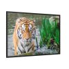 Tiger Walking Framed Canvas