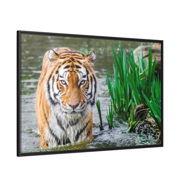 Tiger Walking Framed Canvas