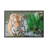 Tiger Walking Framed Canvas