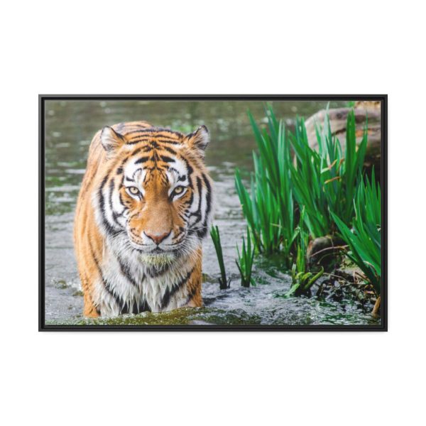 Tiger Walking Framed Canvas
