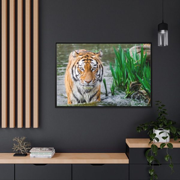 Tiger Walking Framed Canvas