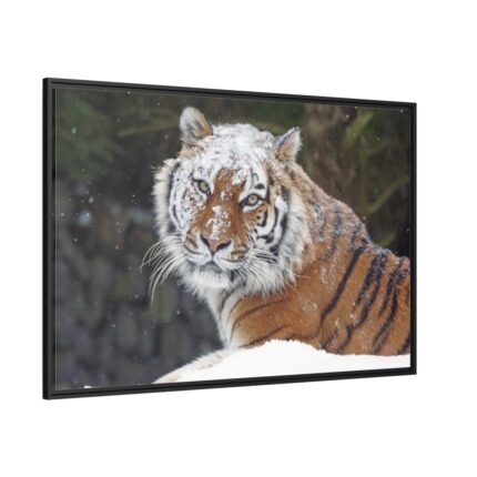 Free Siberian Tiger  Framed Canvas