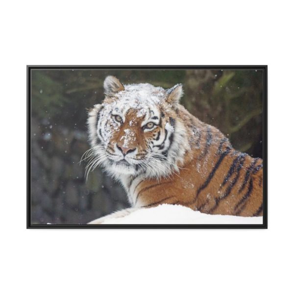 88289-481.jpg Free Siberian Tiger Framed Canvas