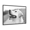 Labrador Retriever Dog in Black and White Framed Canvas