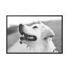 Labrador Retriever Dog in Black and White Framed Canvas