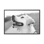 Labrador Retriever Dog in Black and White Framed Canvas - Image 2