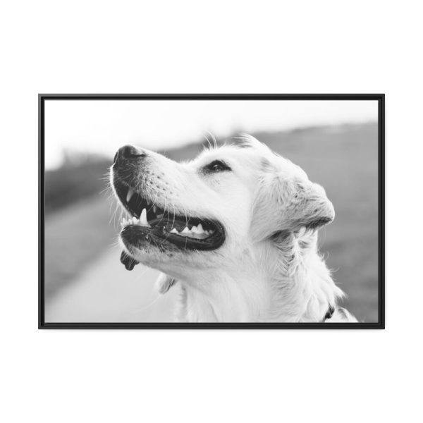 Labrador Retriever Dog in Black and White Framed Canvas