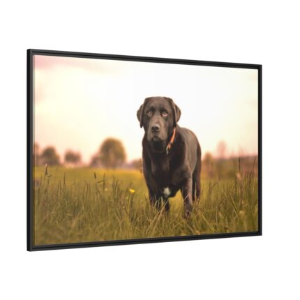 Black Labrador Retriever in Grass Field Framed Canvas
