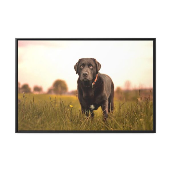 88289-491.jpg Black Labrador Retriever in Grass Field Framed Canvas