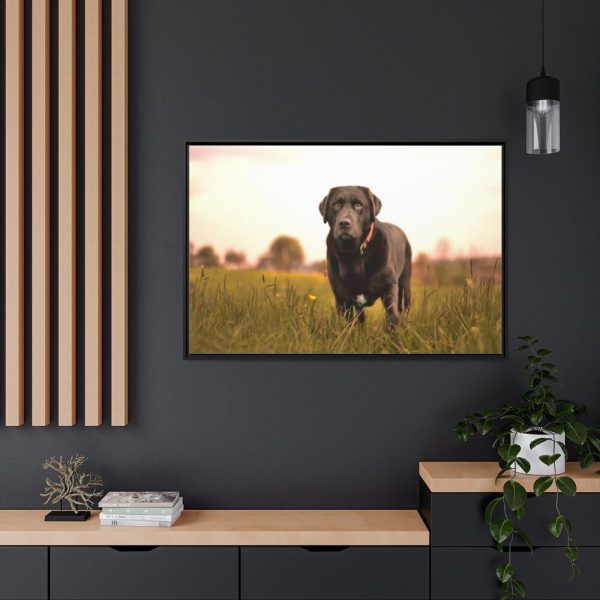 88289-494.jpg Black Labrador Retriever in Grass Field Framed Canvas