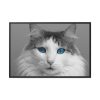 88289-511.jpg Cute Maine Coon Cat Framed Canvas