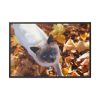 88289-531.jpg Autumn Cat Framed Canvas