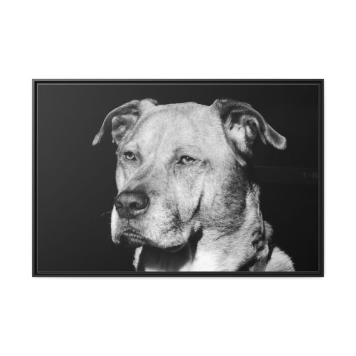 Dog Boxer Labrador Mixed Framed Canvas - Image 2