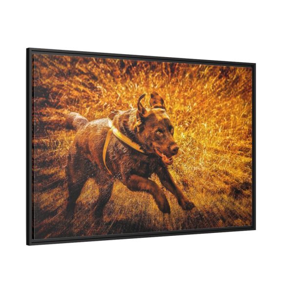 88289-550.jpg Black Labrador Runing in Field Framed Canvas
