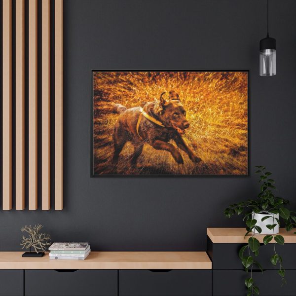 88289-554.jpg Black Labrador Runing in Field Framed Canvas