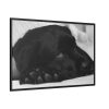 88289-555.jpg Sleepy Black Labrador Framed Canvas