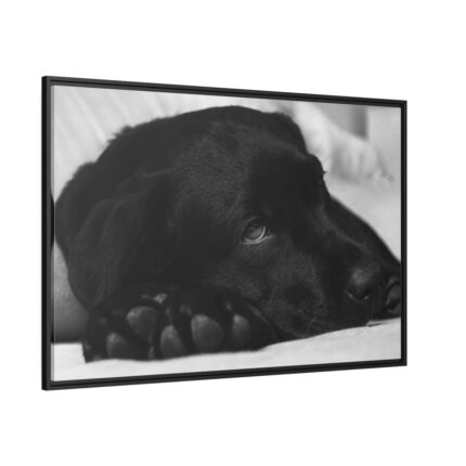 Sleepy Black Labrador Framed Canvas