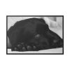 88289-556.jpg Sleepy Black Labrador Framed Canvas