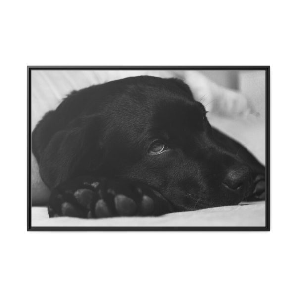 88289-556.jpg Sleepy Black Labrador Framed Canvas