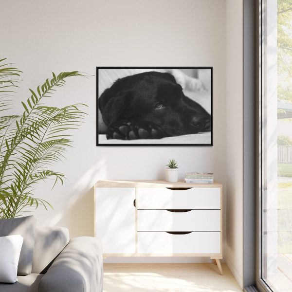 88289-558.jpg Sleepy Black Labrador Framed Canvas
