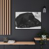 88289-559.jpg Sleepy Black Labrador Framed Canvas