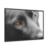 88289-560.jpg Beautiful Labradors Eyes Framed Canvas