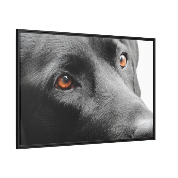 88289-560.jpg Beautiful Labradors Eyes Framed Canvas