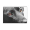 88289-561.jpg Beautiful Labradors Eyes Framed Canvas
