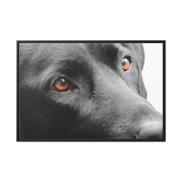 88289-561.jpg Beautiful Labradors Eyes Framed Canvas