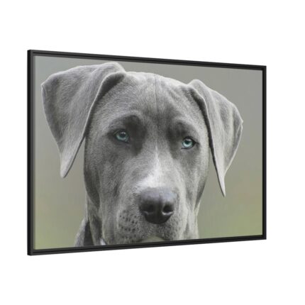 Grey Labrador with Blue Eyes Framed Canvas