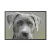 88289-566.jpg Grey Labrador with Blue Eyes Framed Canvas