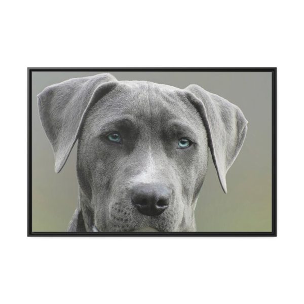 88289-566.jpg Grey Labrador with Blue Eyes Framed Canvas