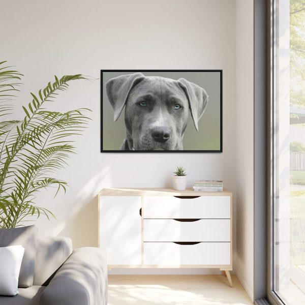 88289-568.jpg Grey Labrador with Blue Eyes Framed Canvas