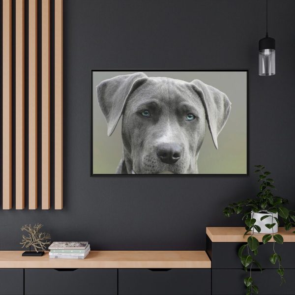 88289-569.jpg Grey Labrador with Blue Eyes Framed Canvas