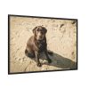 88289-570.jpg Labrador On the Sand Framed Canvas