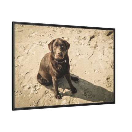 Labrador On the Sand Framed Canvas