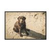88289-571.jpg Labrador On the Sand Framed Canvas