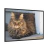 88289-595.jpg Brown Tabby Maine Coon Cat Framed Canvas